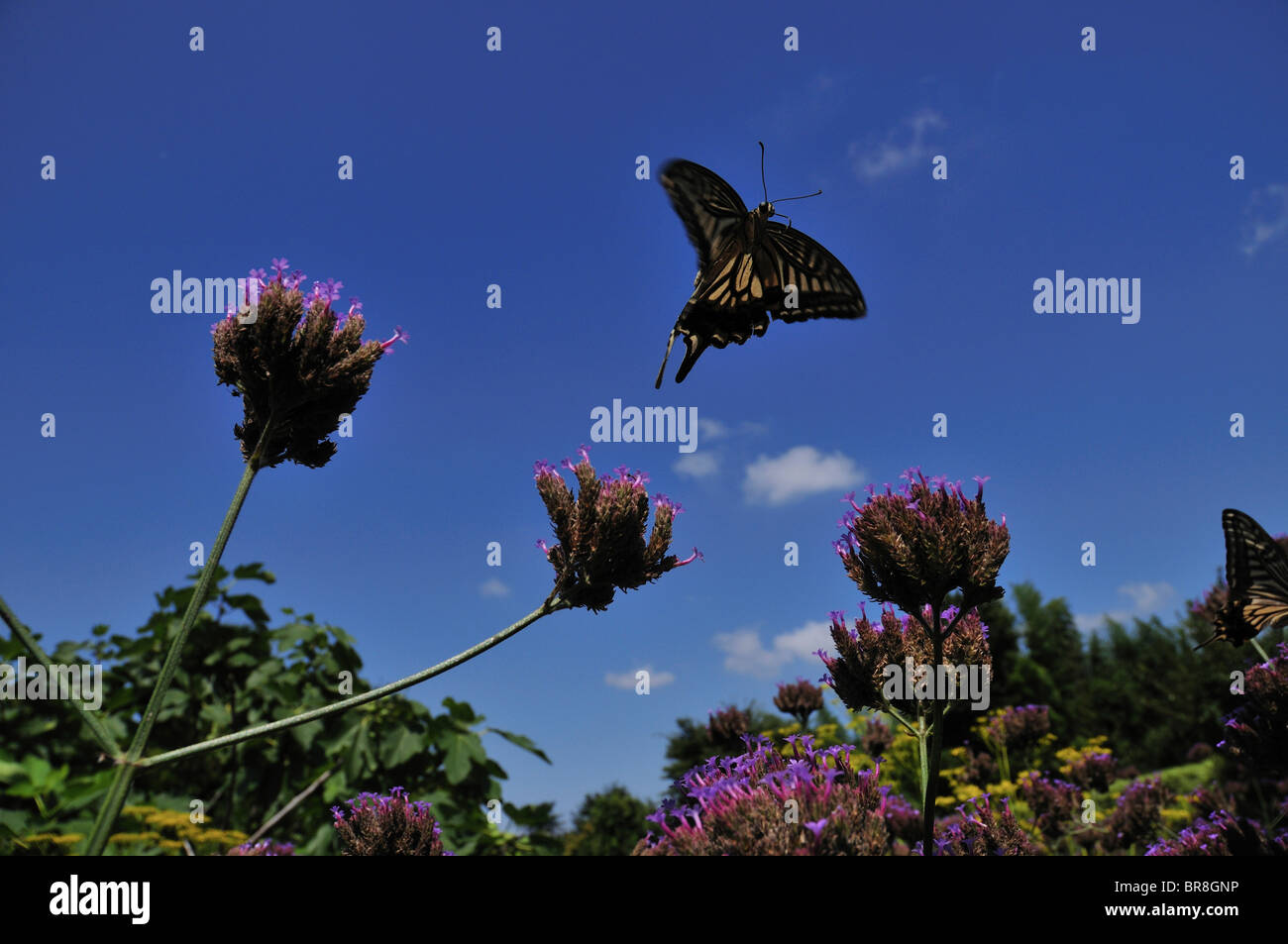 Swallowtail butterfly flying Stock Photo Alamy