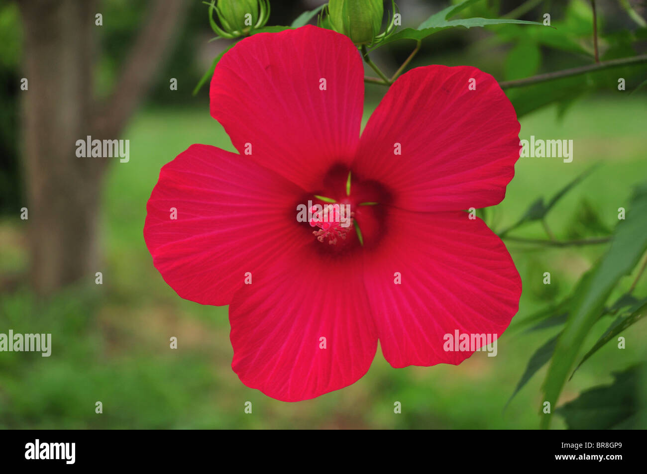 Cotton rosemallow (Hibiscus mutabilis) Stock Photo