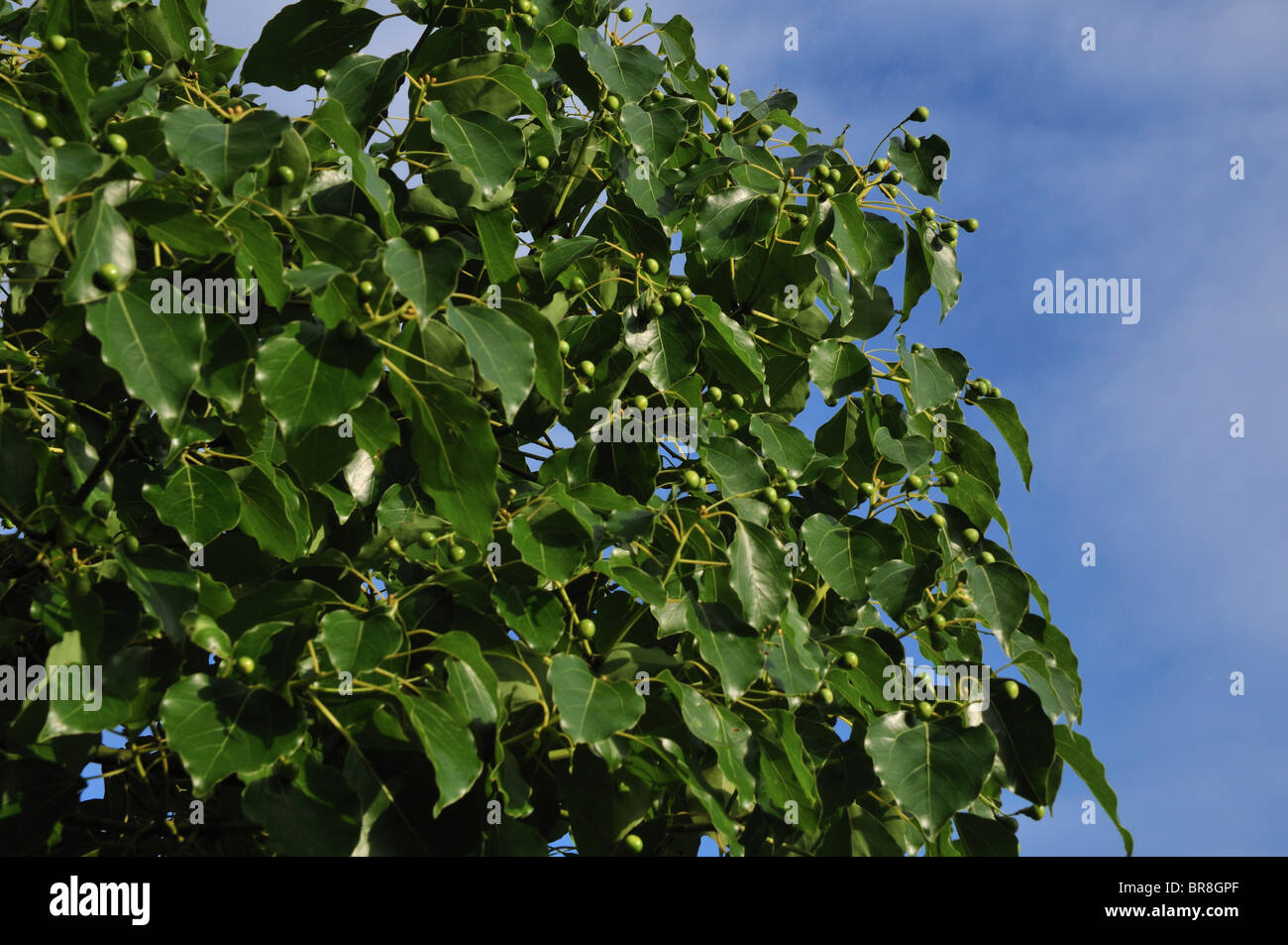 Camphor Tree (Cinnamomum camphora) Stock Photo