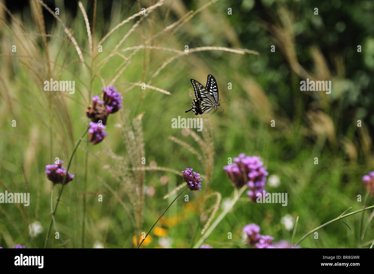 Swallowtail butterfly flying Stock Photo Alamy