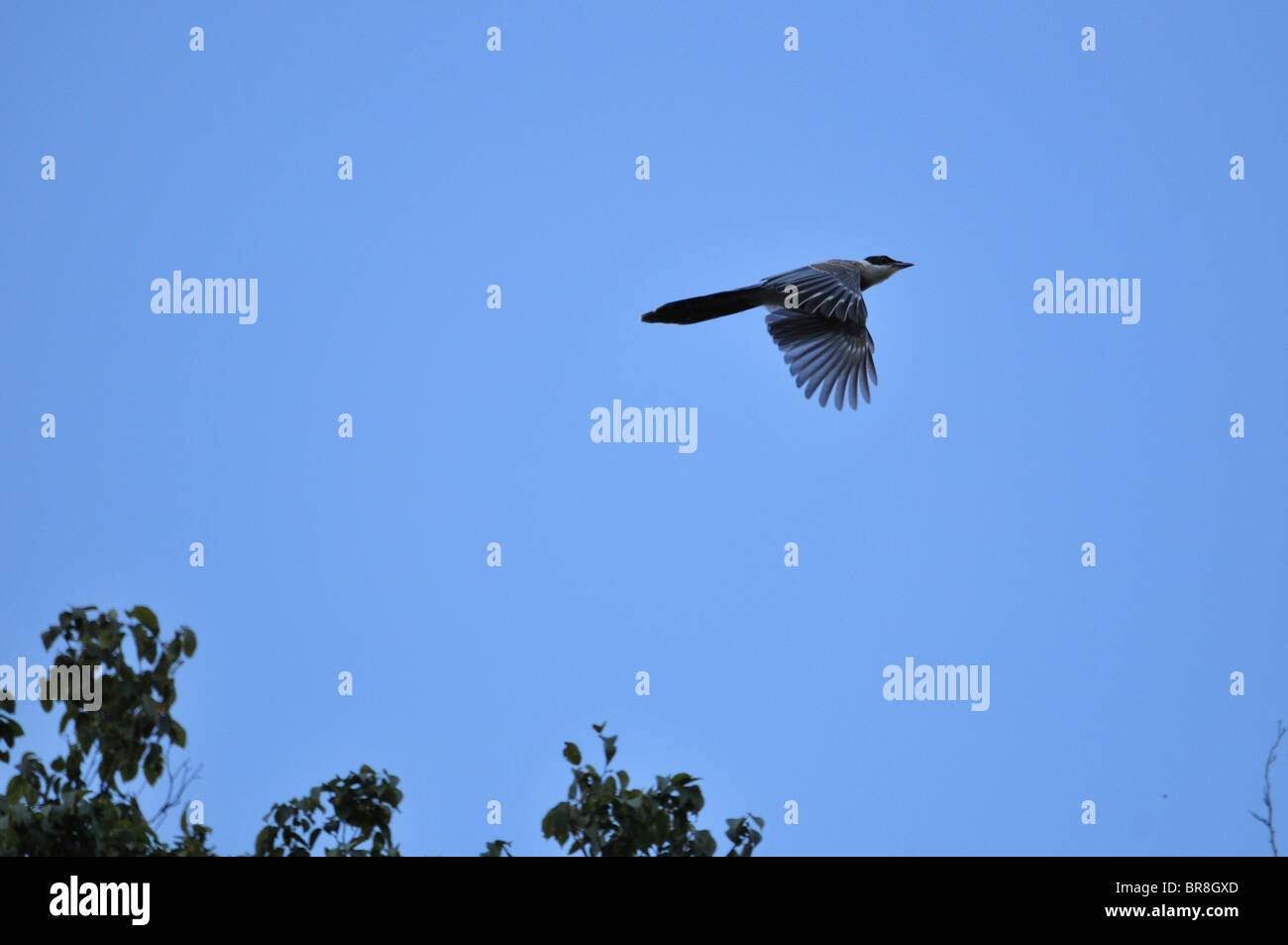 Azure-winged Magpie (Cyanopica cyana) flying Stock Photo