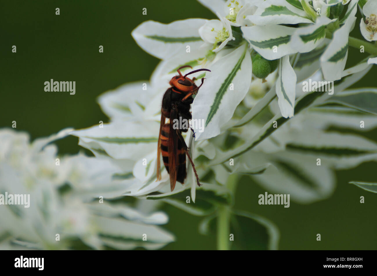 on flower Stock Photo Alamy