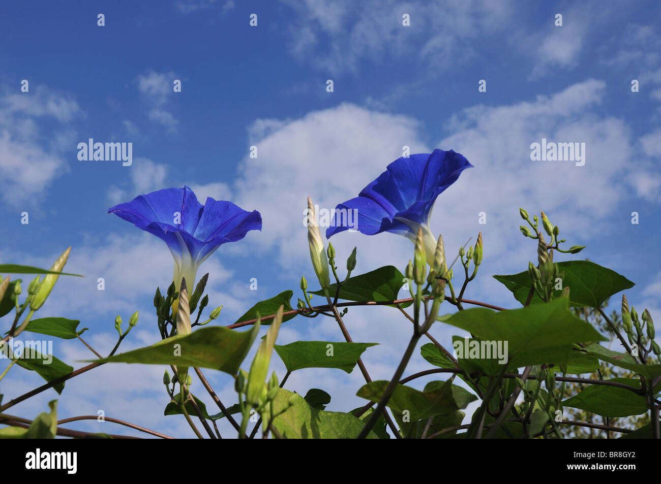 Morning Glories #4B VF 2010 Stock Image
