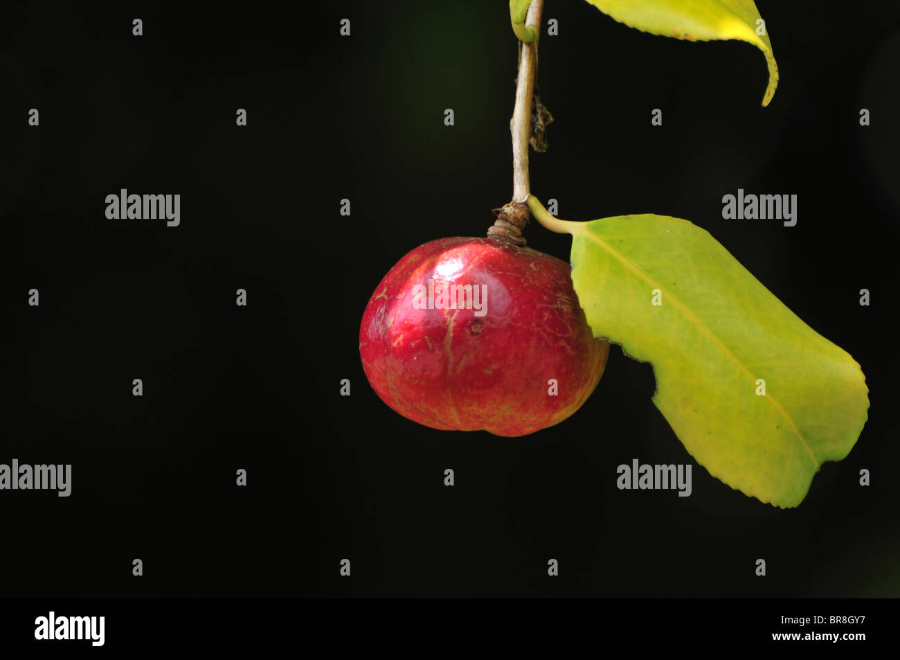 Camellia seed hires stock photography and images Alamy