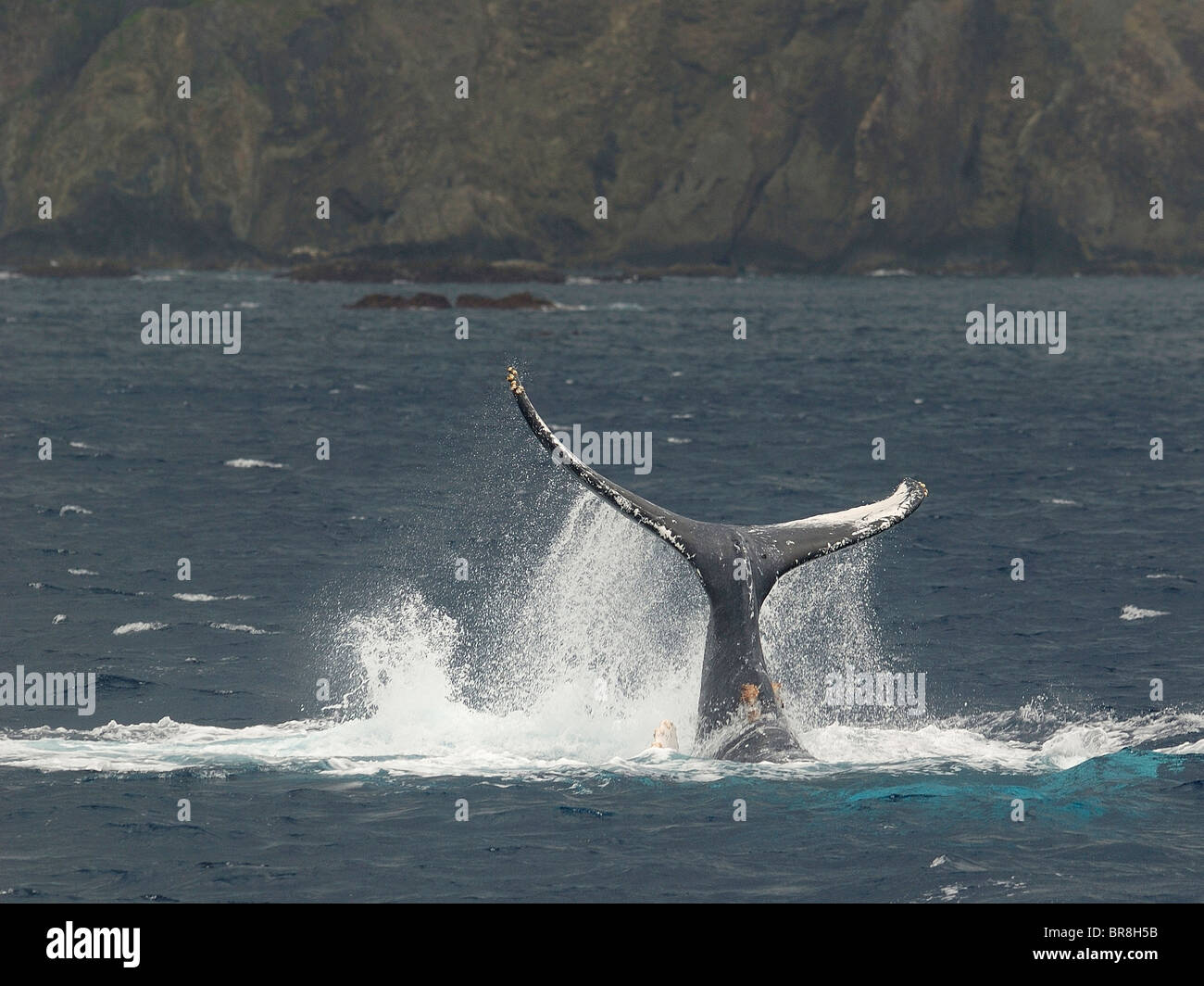 Humpback whale tail hi-res stock photography and images - Alamy