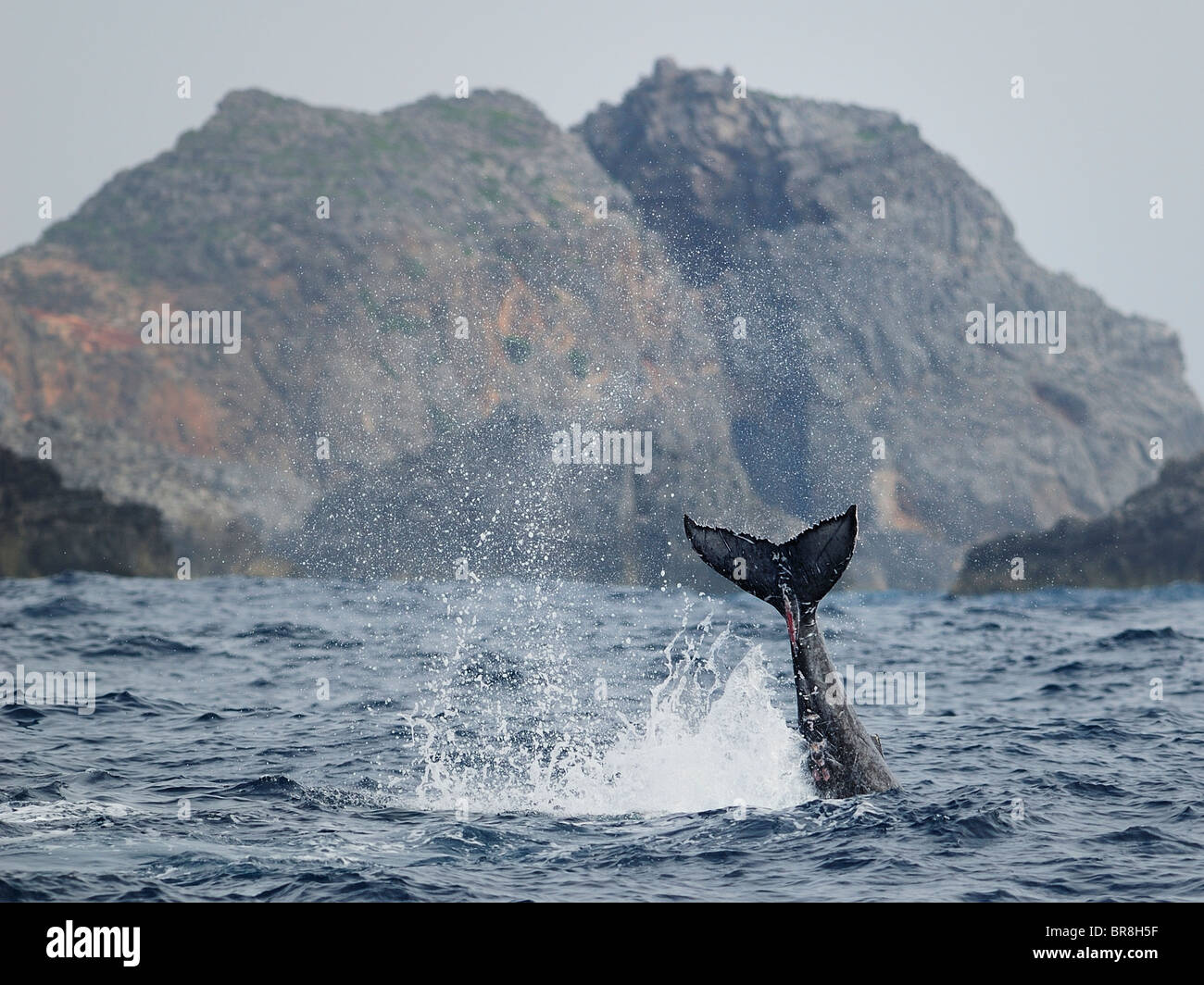 Humpback whale tail hi-res stock photography and images - Alamy