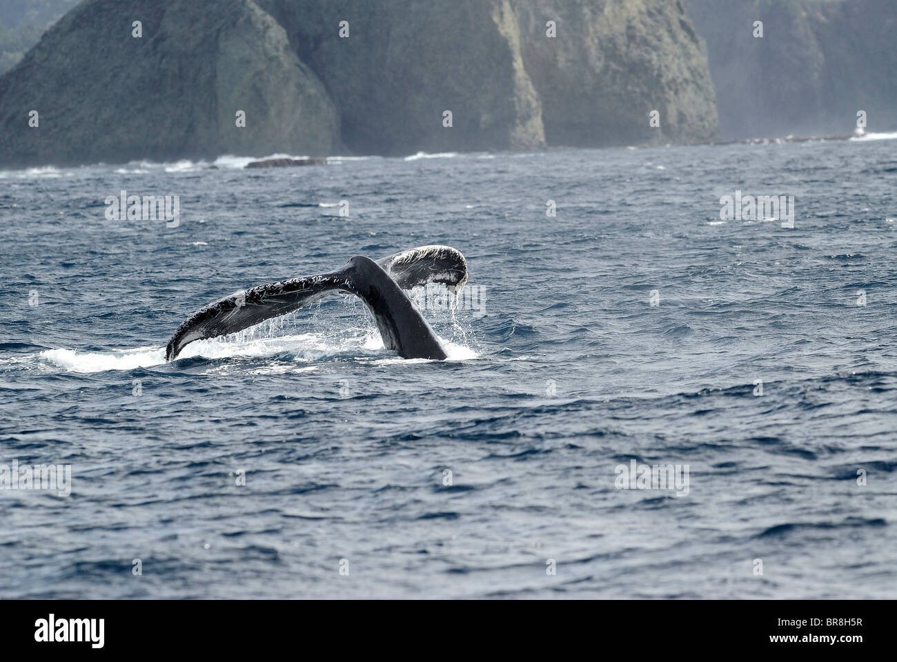 Humpback whale, tail over water surface Stock Photo - Alamy