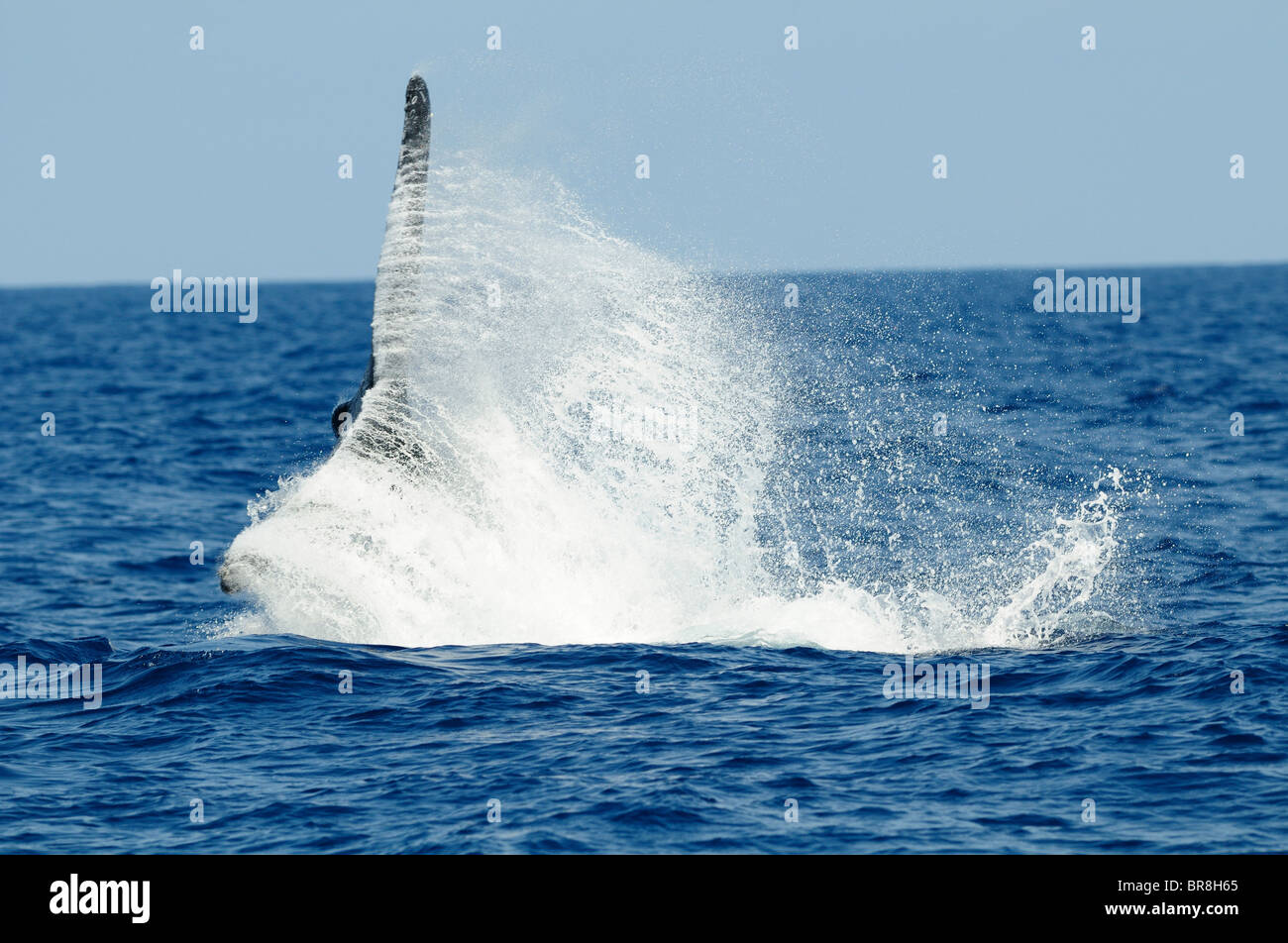 Humpback whale, tail over water surface Stock Photo - Alamy
