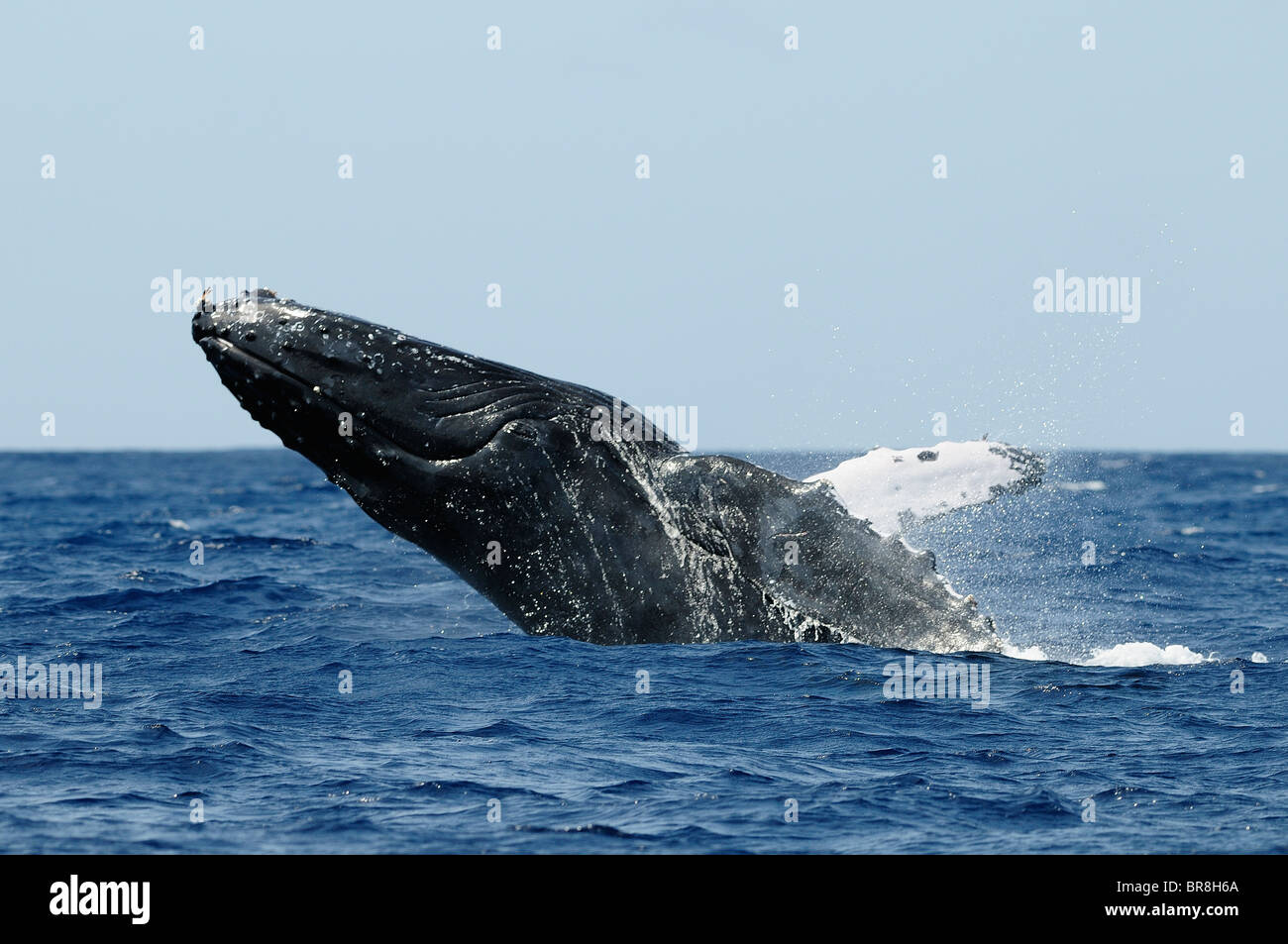 Jumping humpback whale hi-res stock photography and images - Alamy