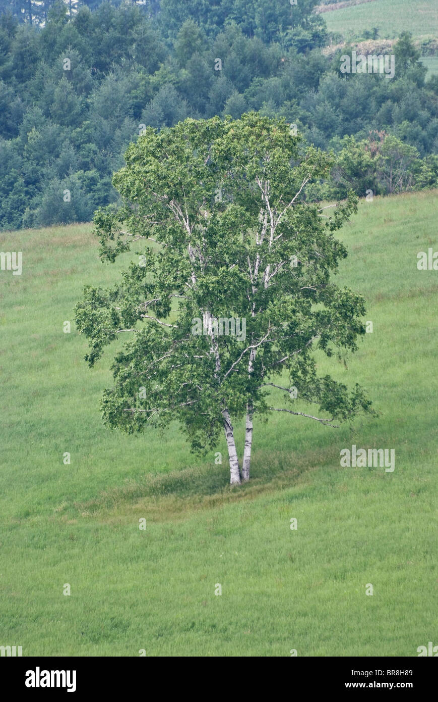 White birch trees in field Stock Photo Alamy