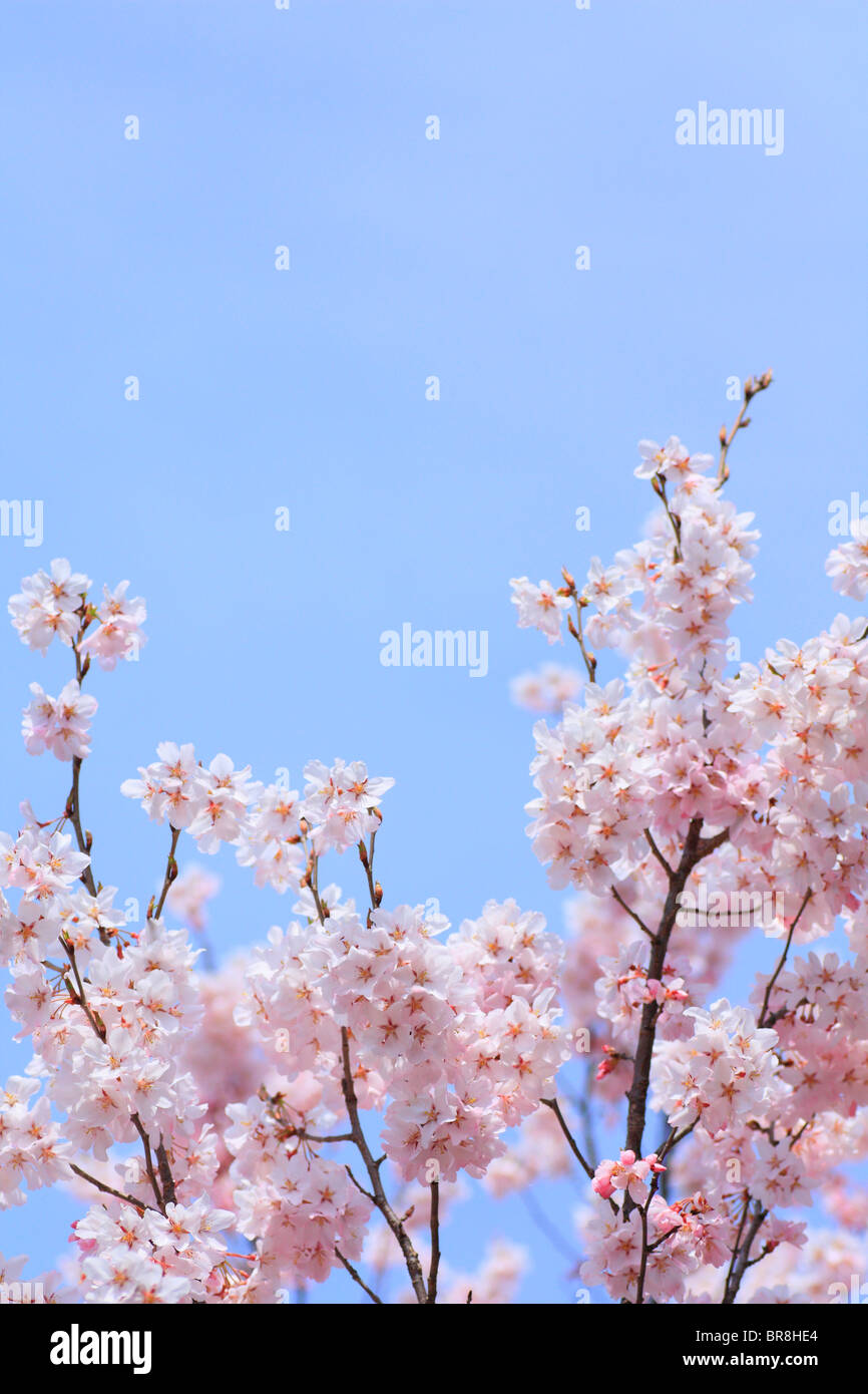 Cherry flowers on branch, close up, blue background, copy space Stock Photo