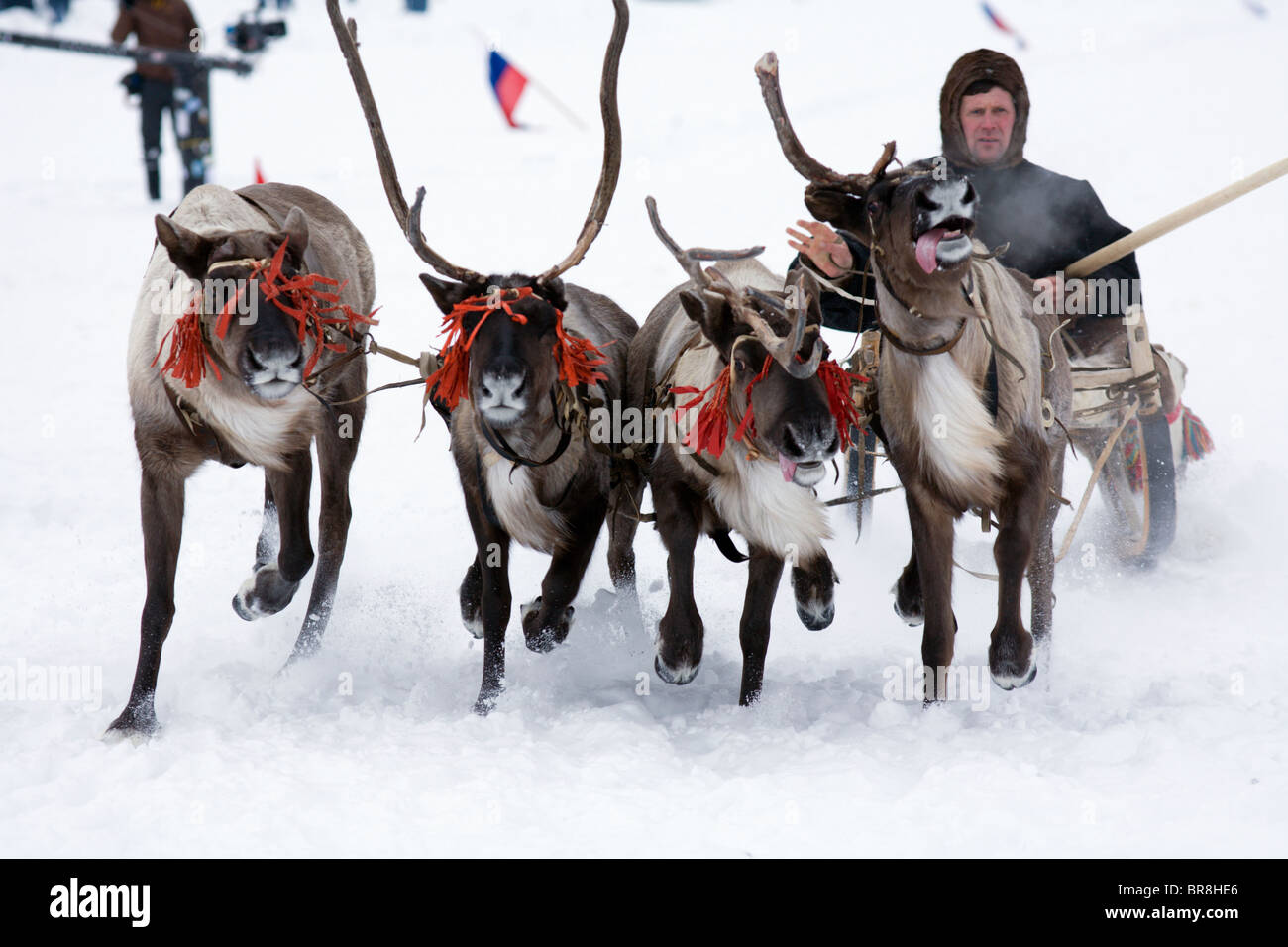 Siberia Animals High Resolution Stock Photography and Images - Alamy