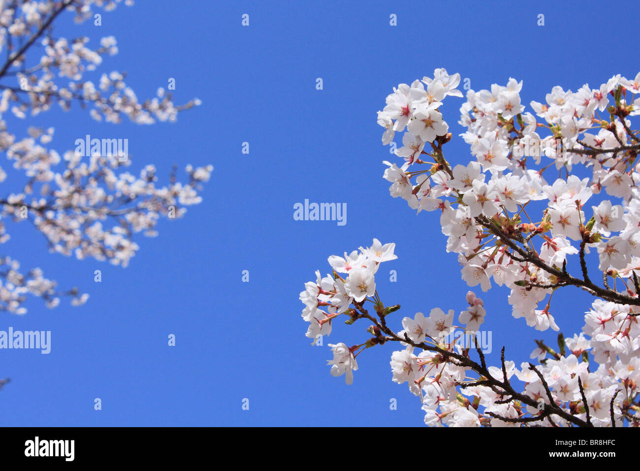 Cherry flowers on branch, close up, blue background Stock Photo