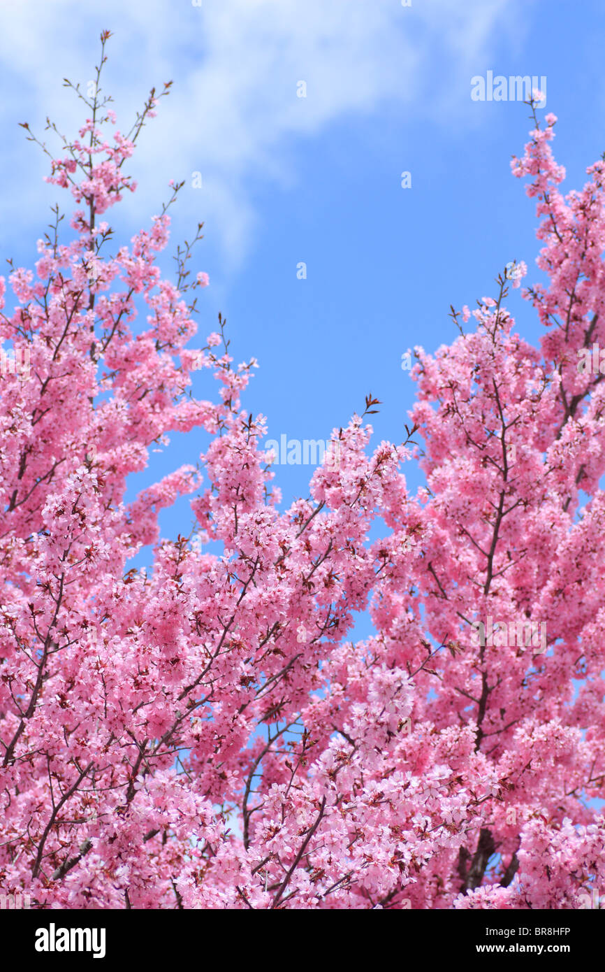 Cherry trees under sky Stock Photo