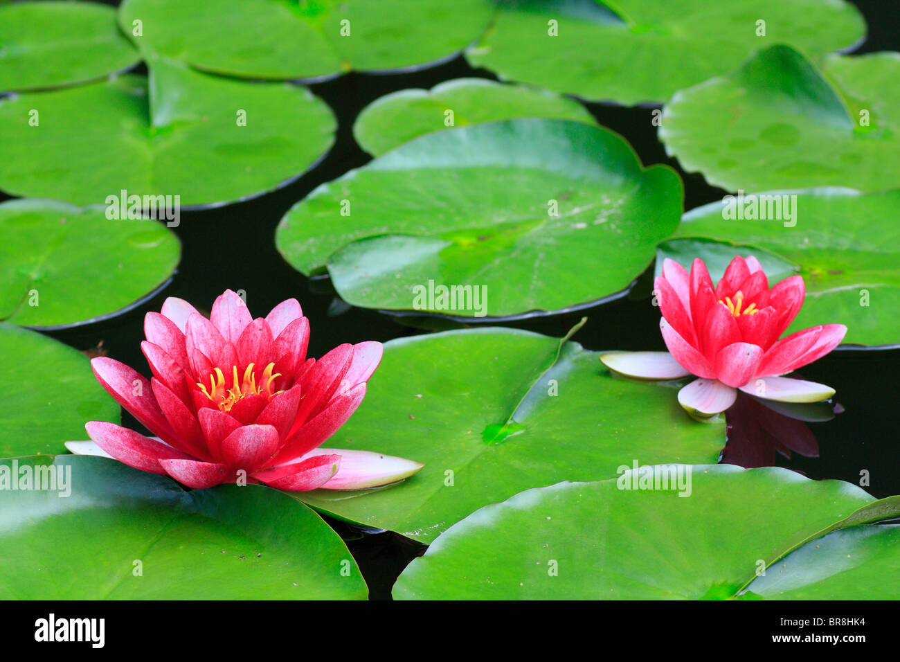 Water lilies, close up Stock Photo
