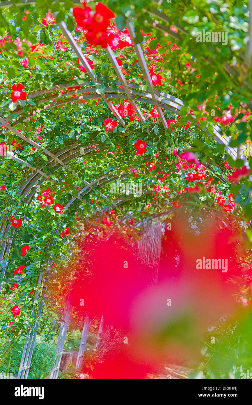 Rose greenhouse, close up, differential focus Stock Photo Alamy