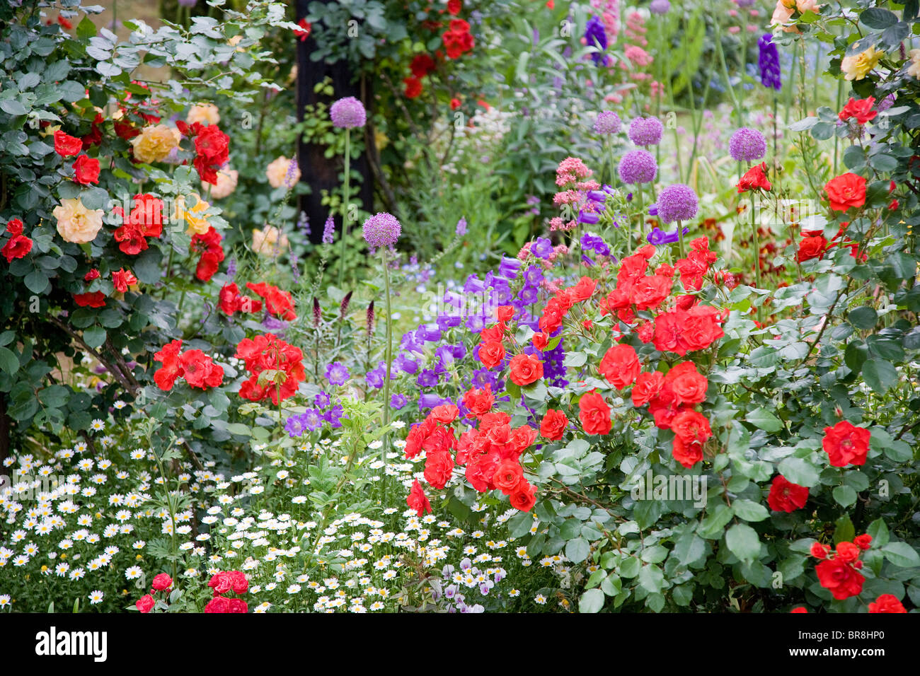 Rose greenhouse Stock Photo Alamy