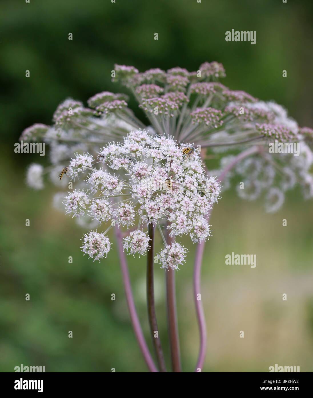 Flowers of hogweed or cow parsnip Stock Photo