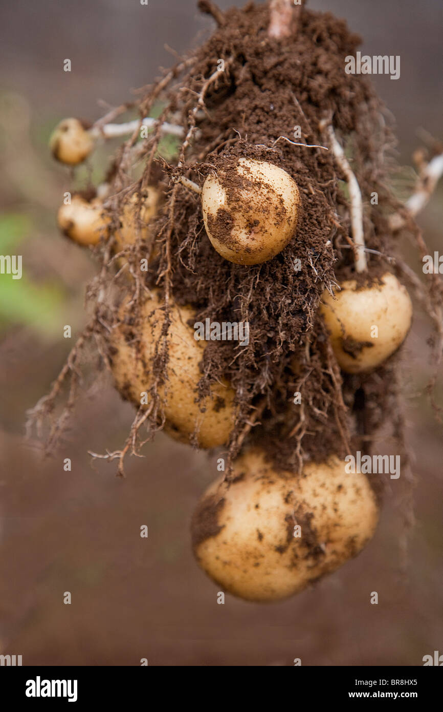 Potato Roots Stock Photos & Potato Roots Stock Images Alamy