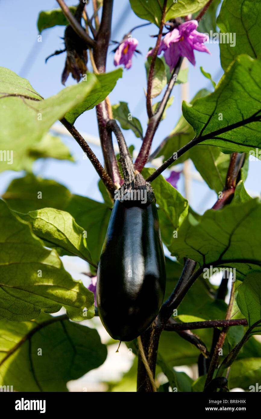 Eggplants on branch, close up Stock Photo