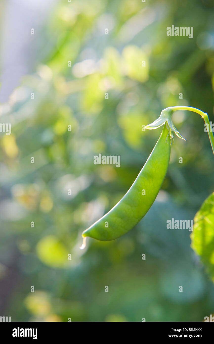 Snow pea on branch, close up, differential focus Stock Photo