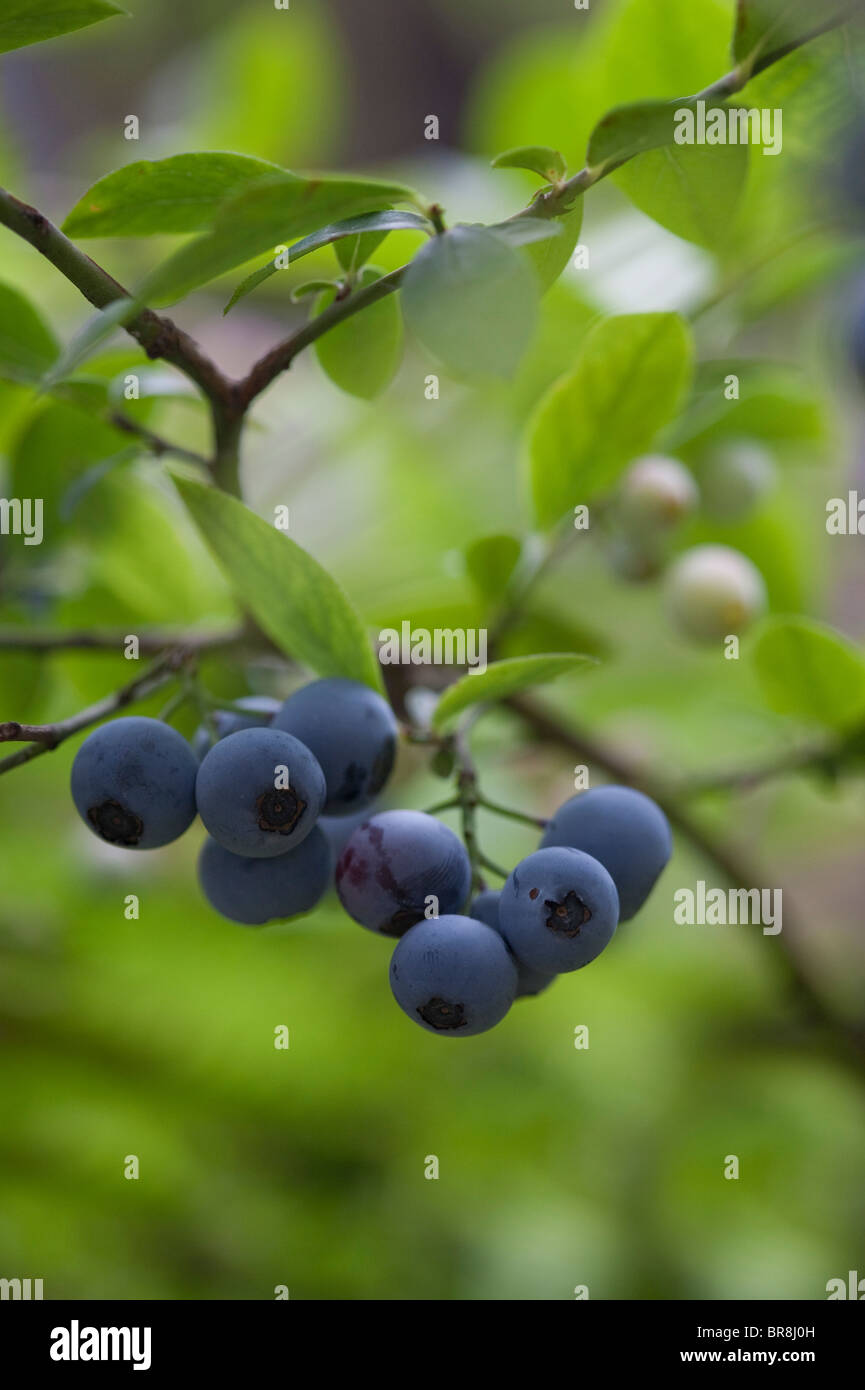 Blueberries on branch, close up Stock Photo