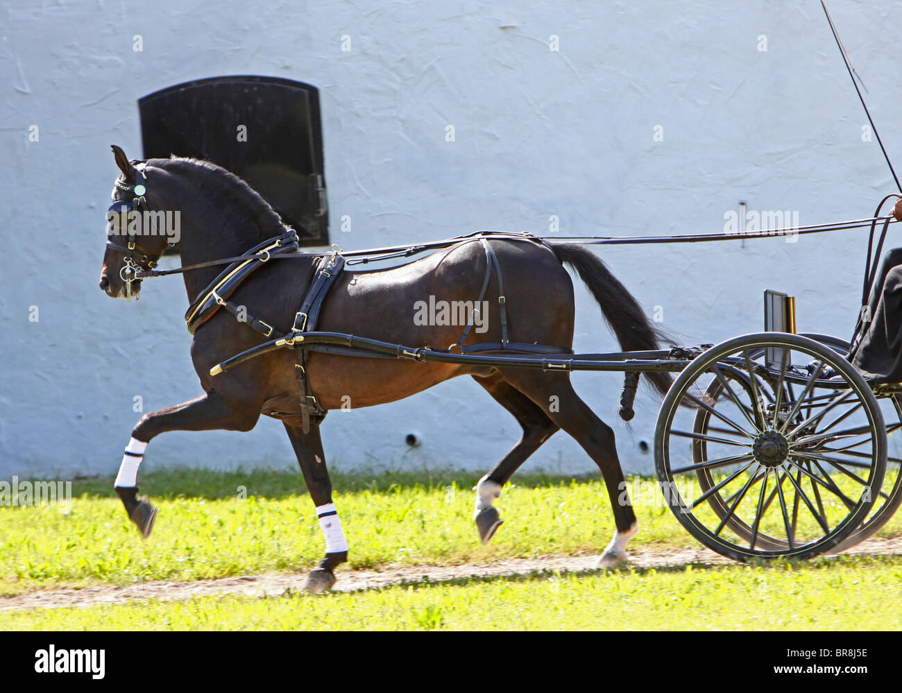 Brown Horse stallion pulling a carriage Stock Photo Alamy