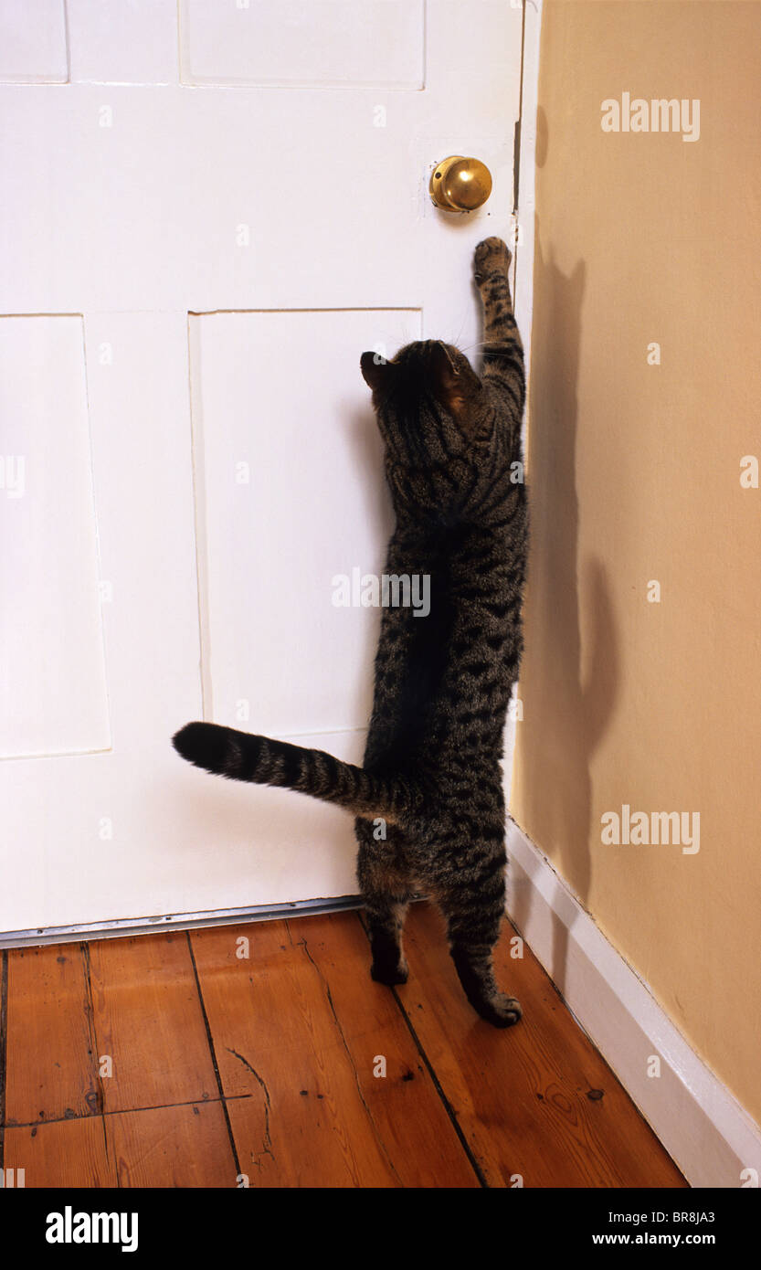 tabby cat opening door in house using paw Stock Photo