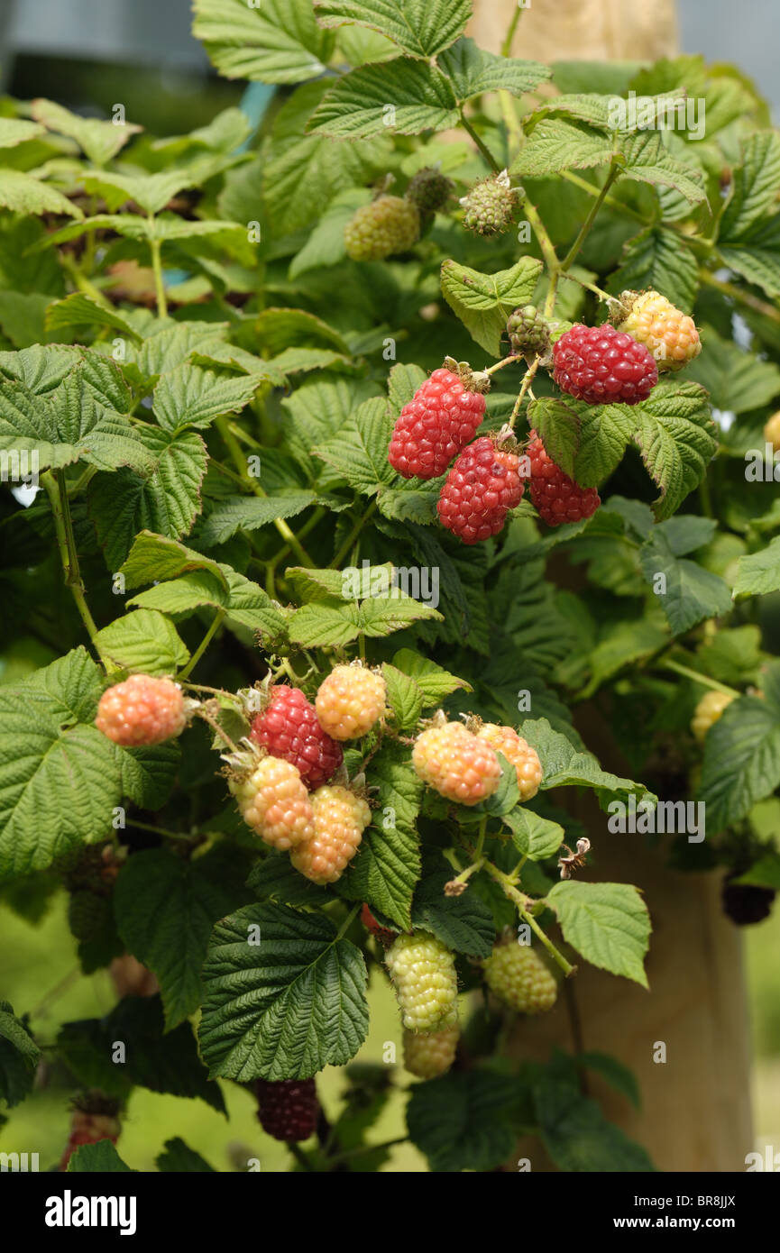 Tayberry (Rubus fruti. X R.idaeus) ripe fruit on pick your own plants in a polytunnel Stock Photo