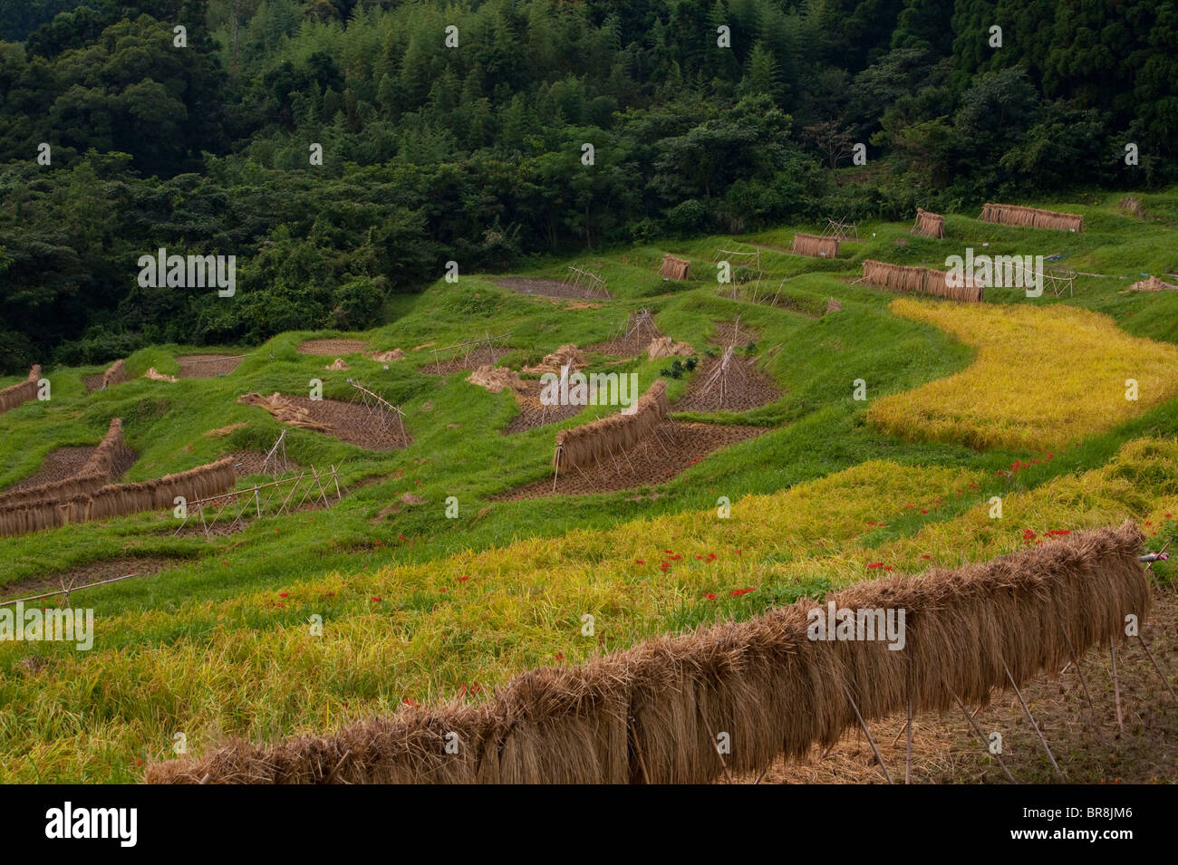 Oyama Senmaida Stock Photo Alamy