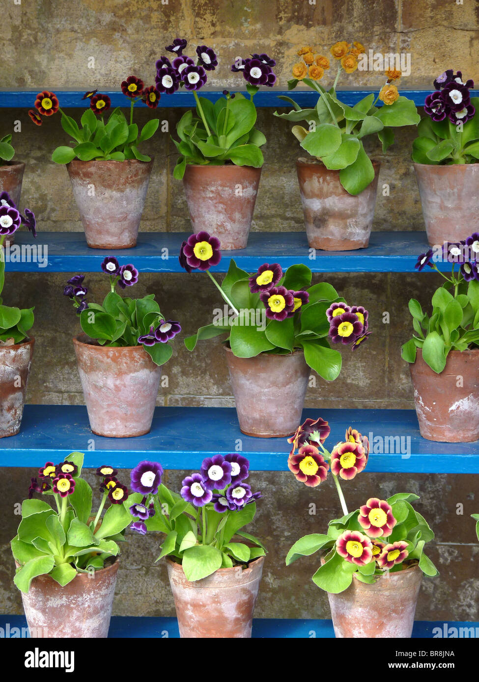 The Auricula Theatre at Calke Abbey, Derbyshire, UK Stock Photo