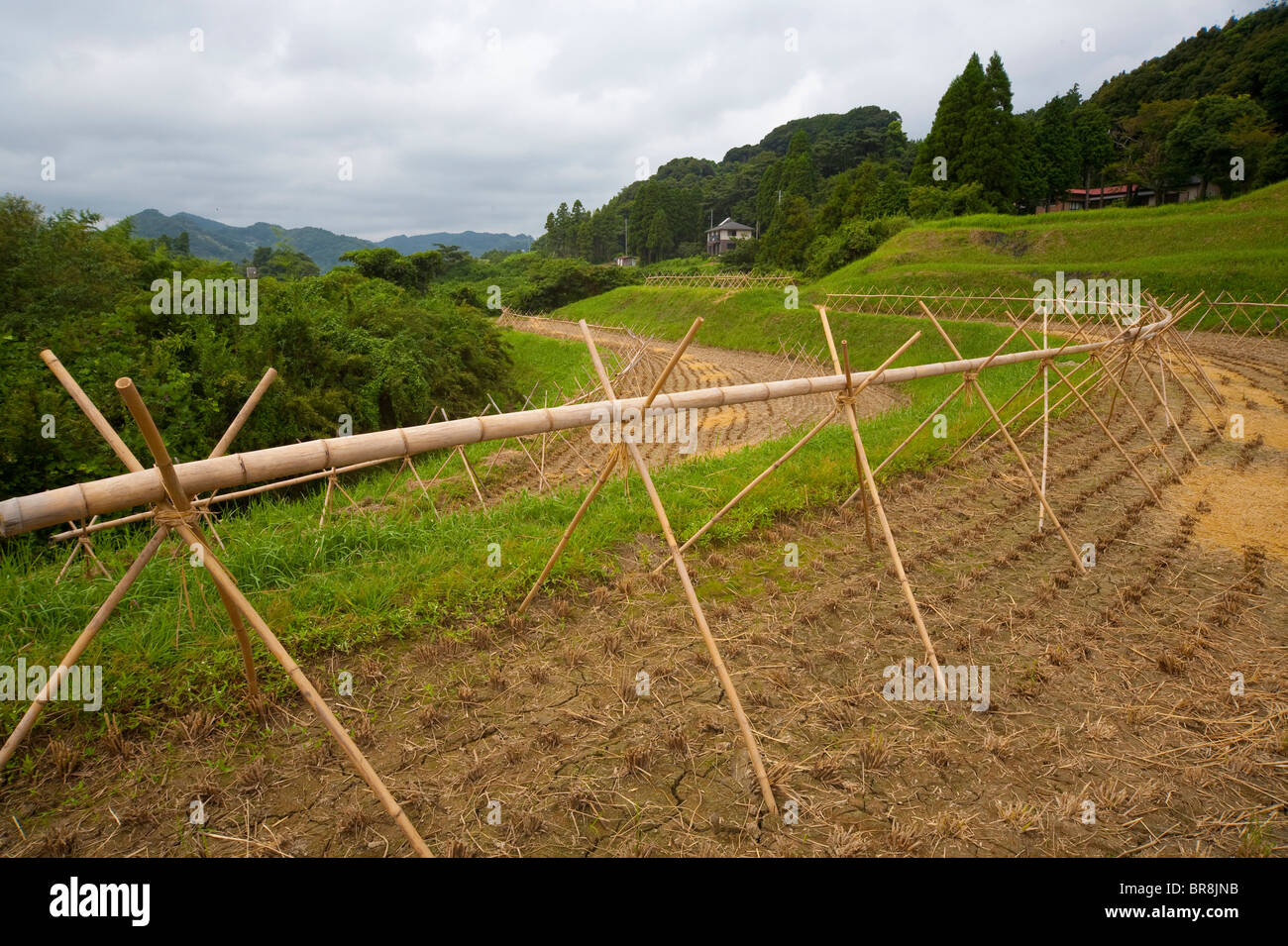 Harvested rice field Stock Photo