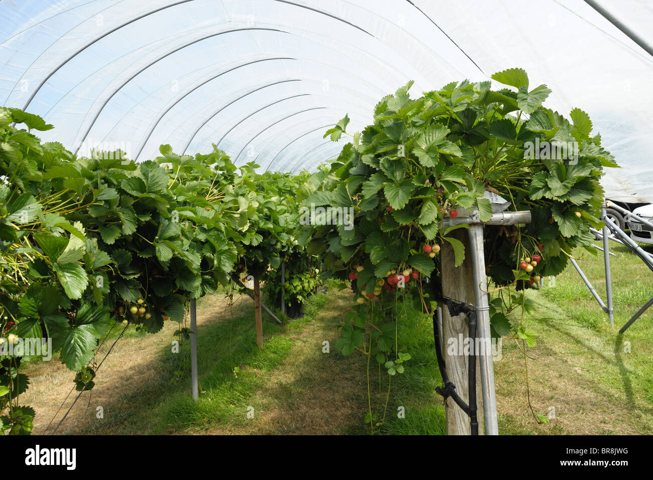 Strawberry plants with ripe fruit grown in suspended hydroponic Stock