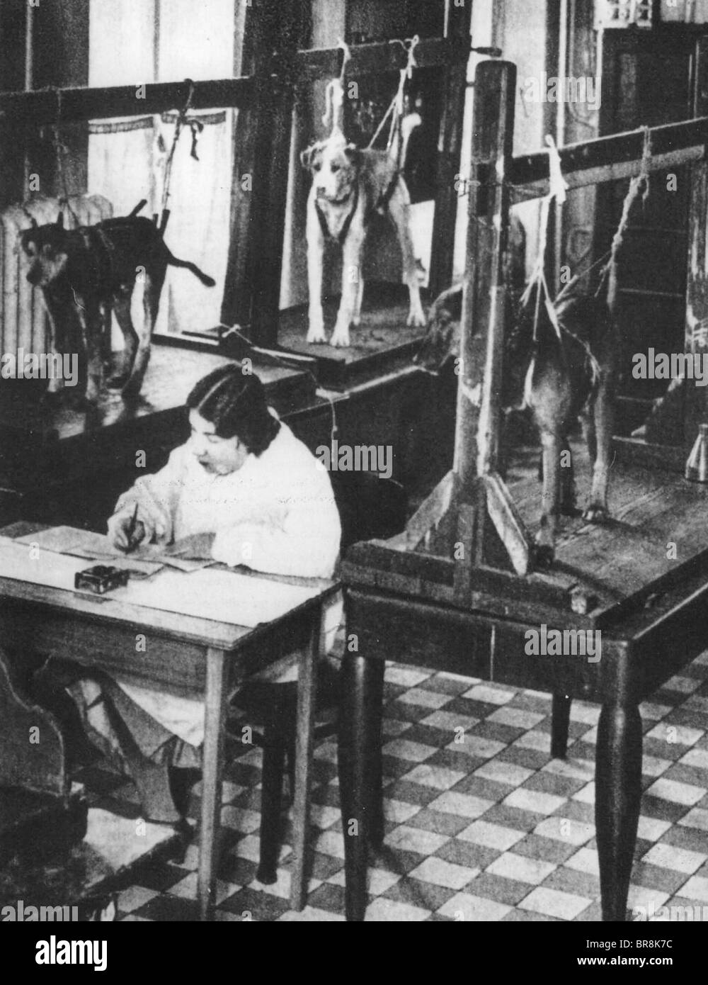 IVAN PAVLOV (1849-1936)  Dogs and research worker at the St Petersburg laboratory Stock Photo