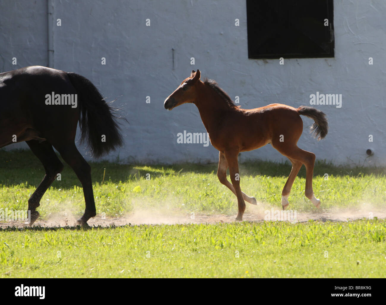 Very young Horse colt foal cantering Stock Photo Alamy