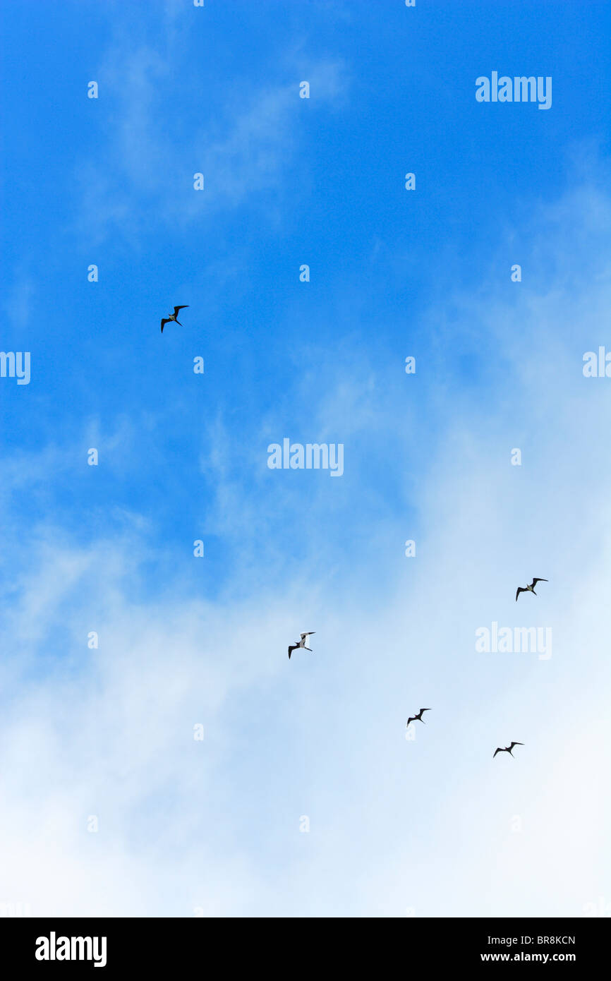 Birds flying in the sky Stock Photo - Alamy