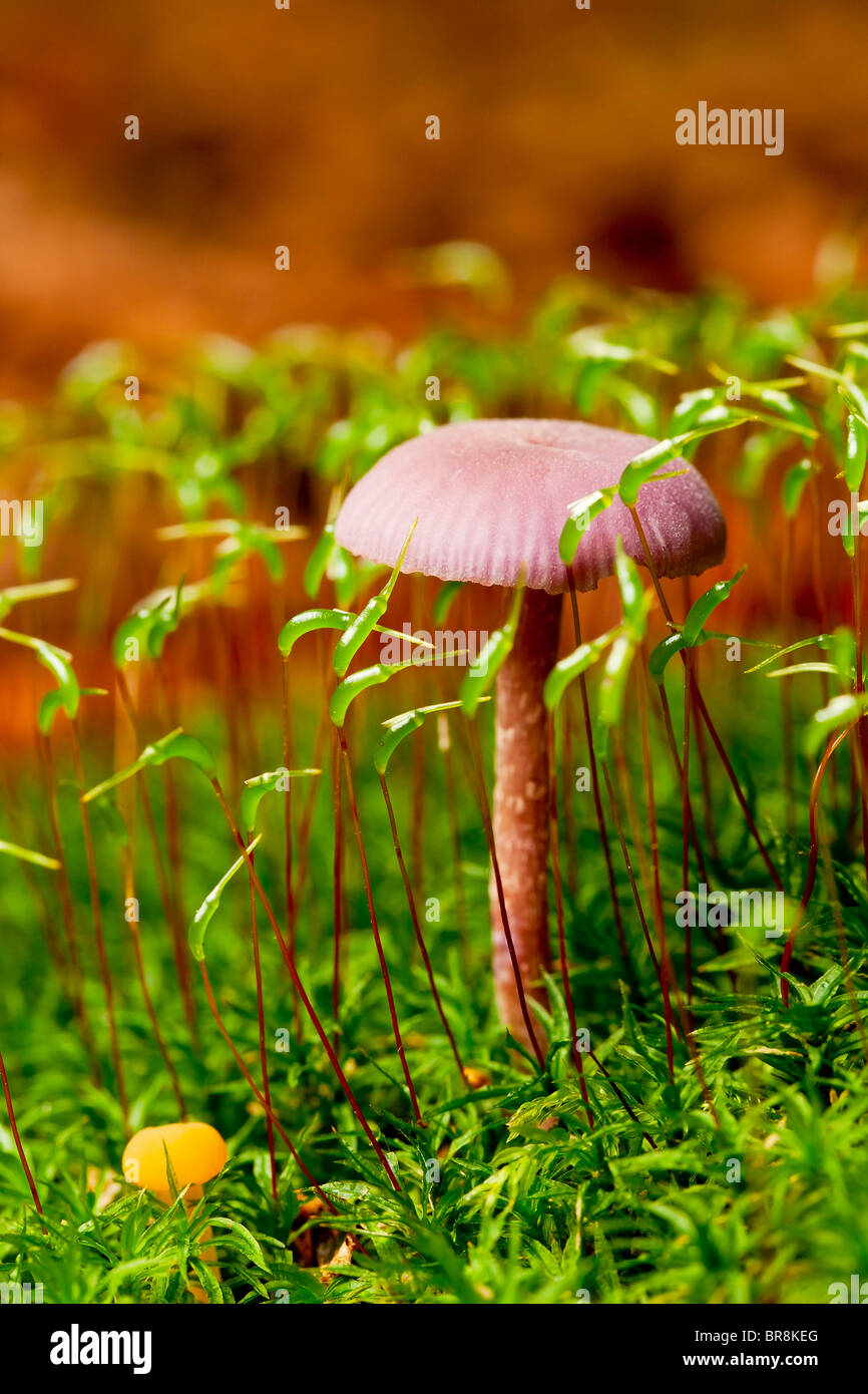 Amethyst Deceiver mushroom (Laccaria amethystina) Stock Photo