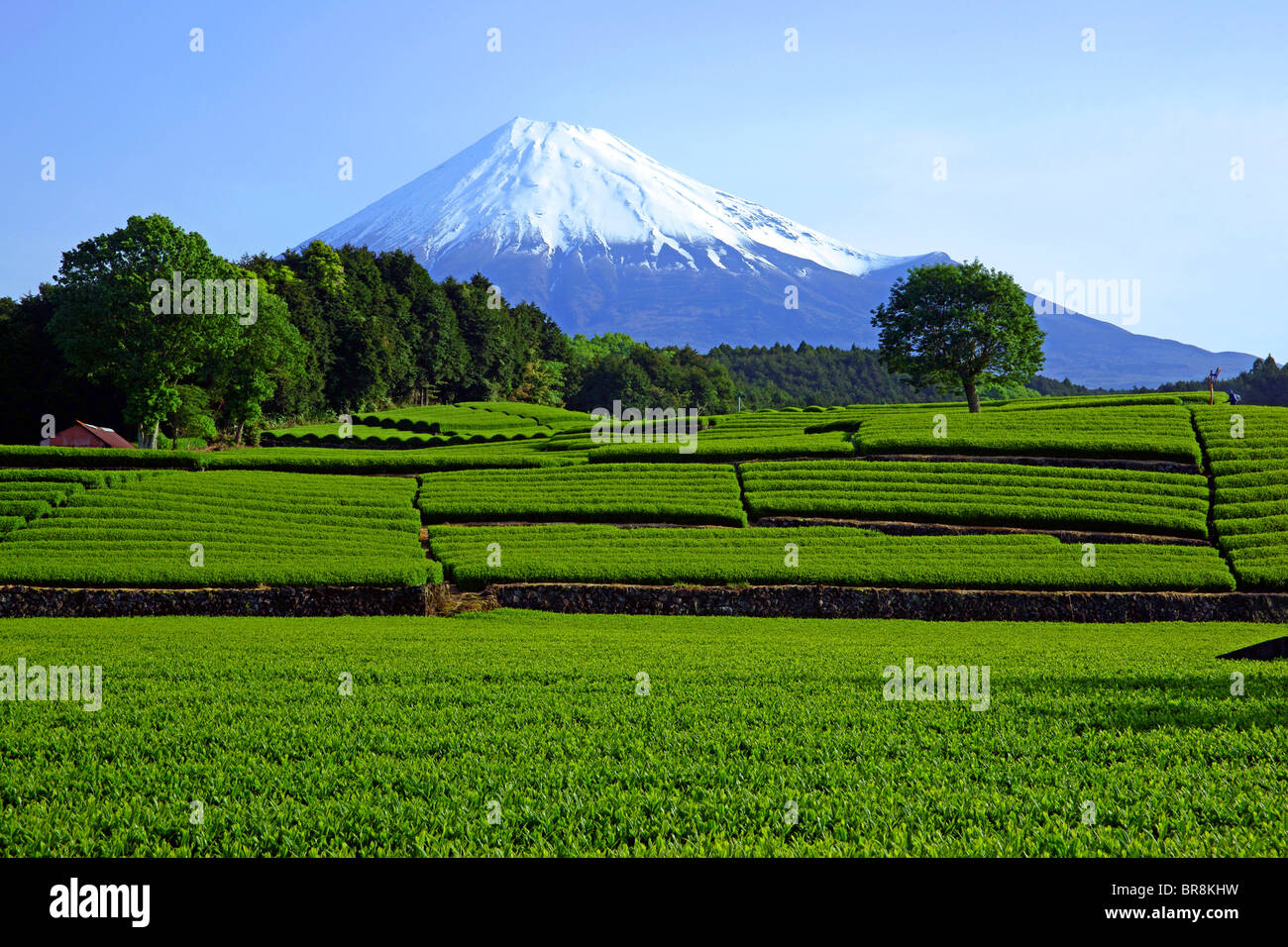 Tea plantation and Mt. Fuji Stock Photo