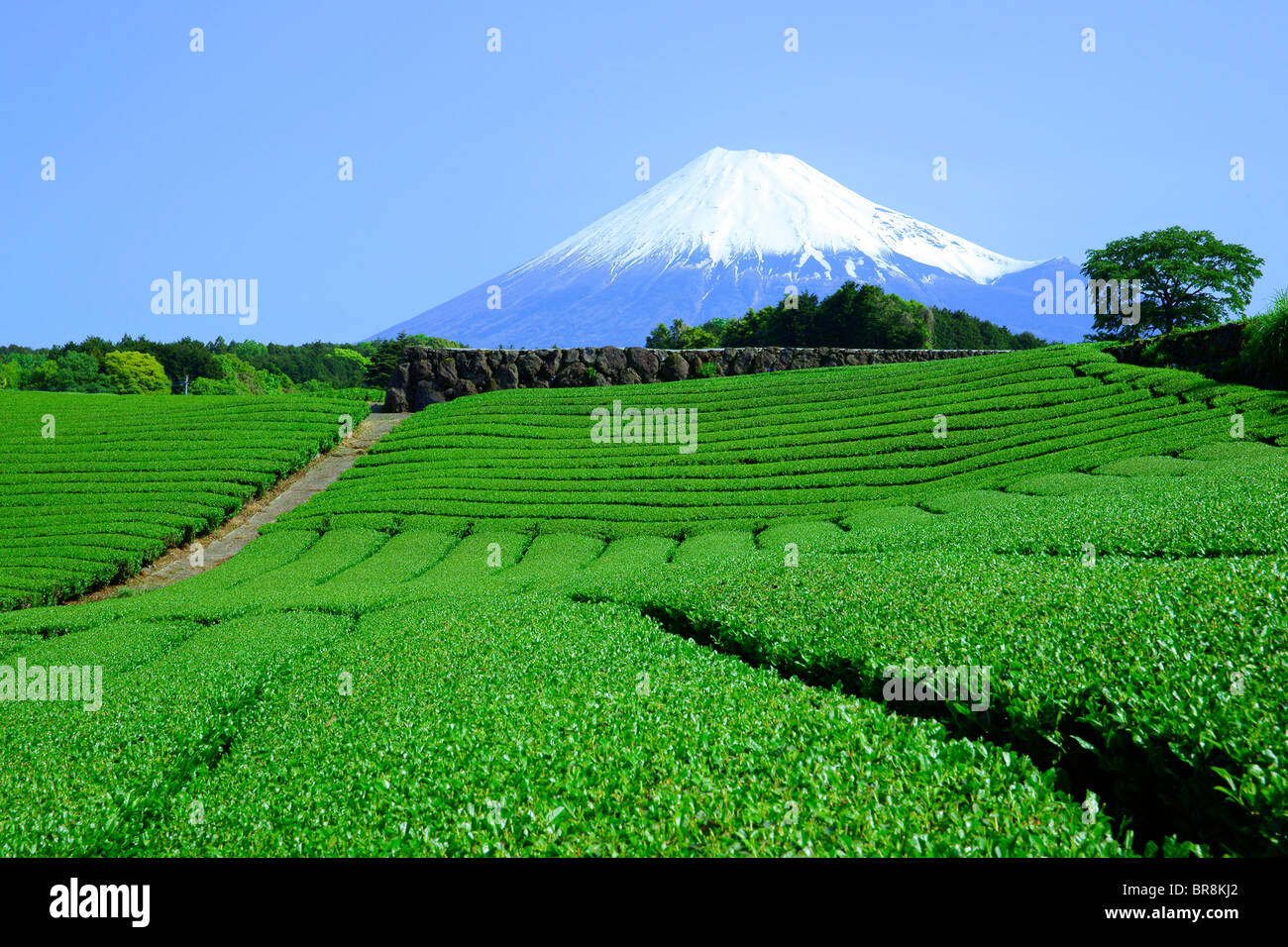 Tea plantation and Mt. Fuji Stock Photo