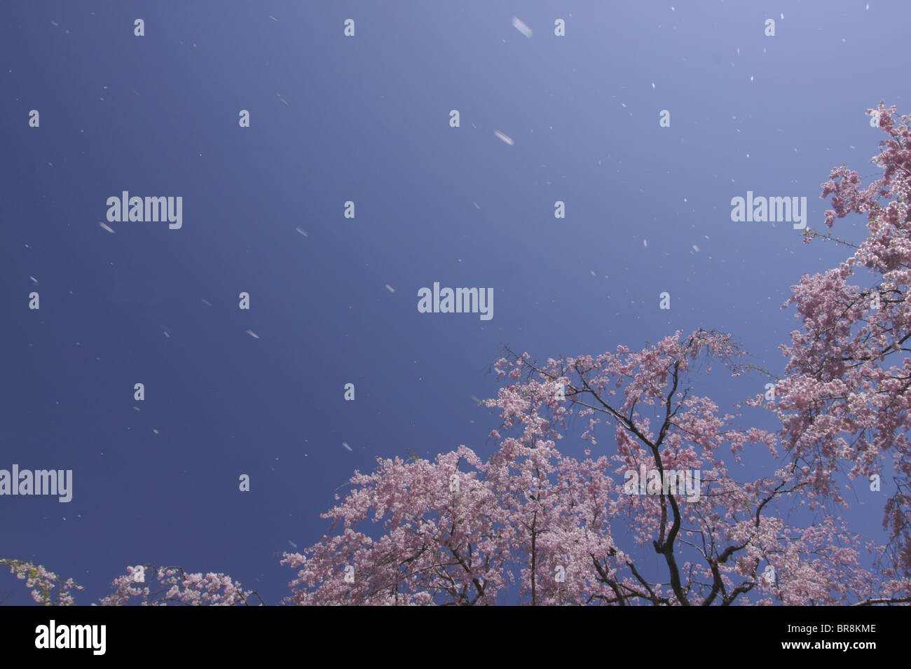 Cherry Blossom Trees In The Wind High Resolution Stock Photography and ...
