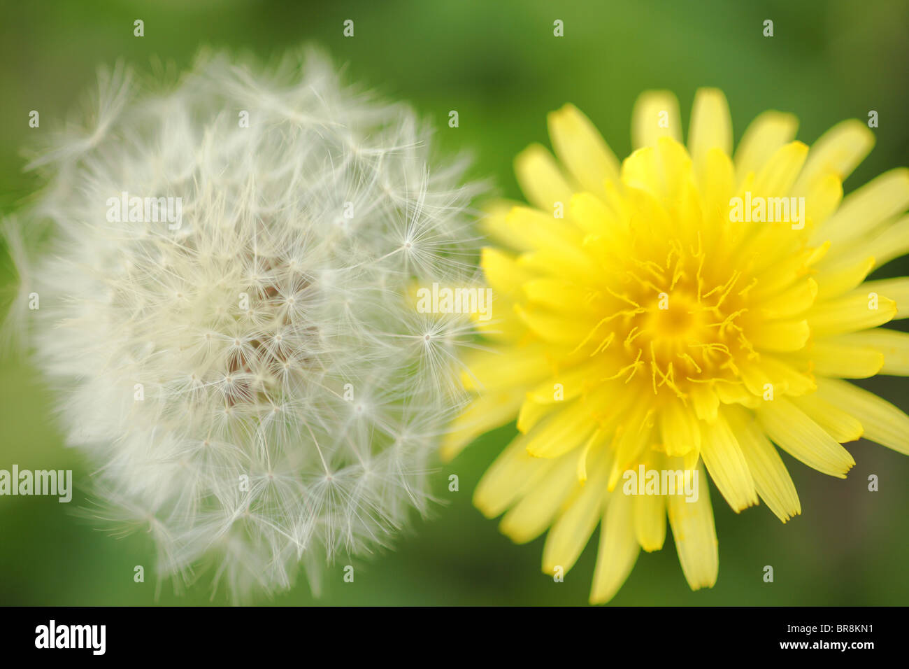 Close up two seed hi-res stock photography and images - Alamy