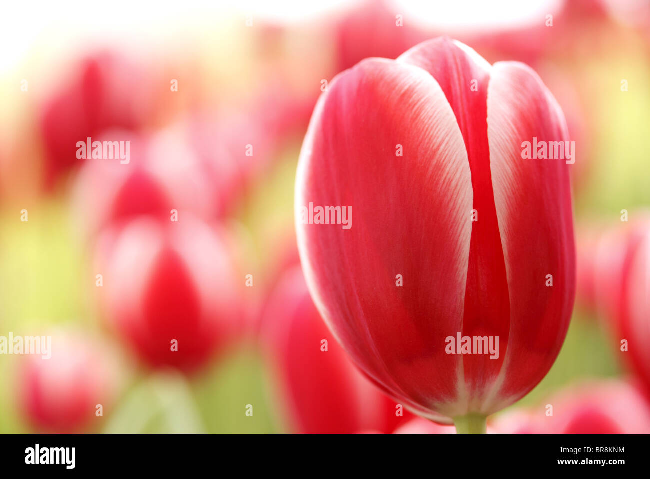 Tulip closeups hires stock photography and images Alamy