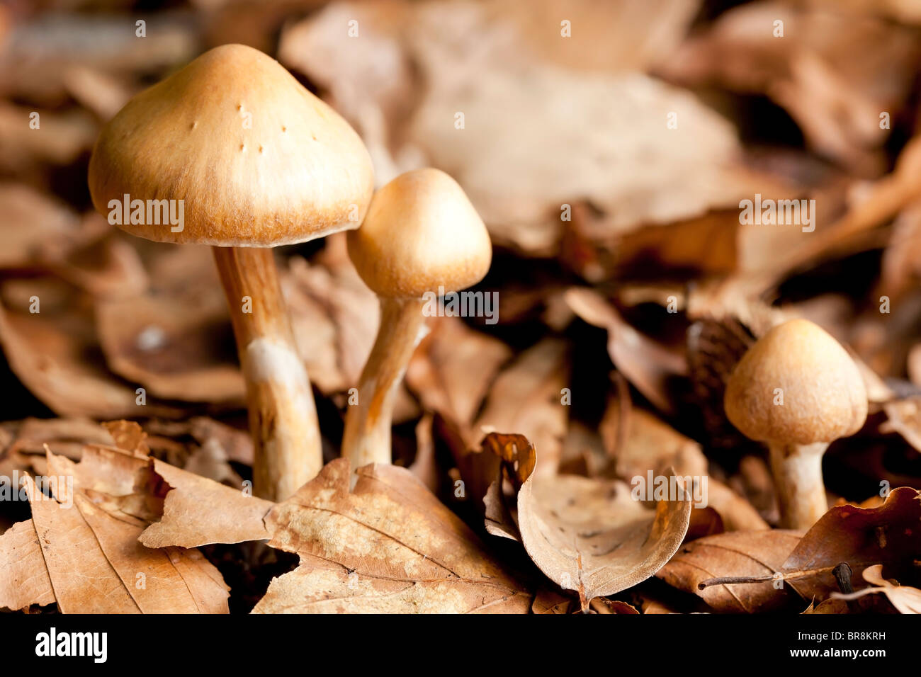 Young Surprise webcap mushrooms (Cortinarius semisanguineus) Stock Photo