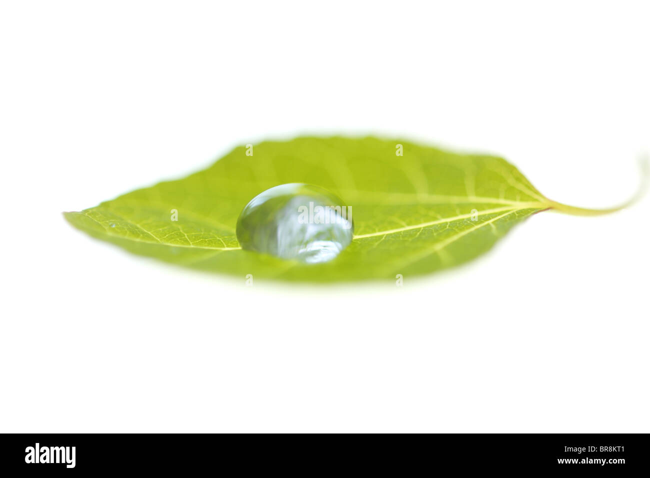 Dew drop on leaf Stock Photo