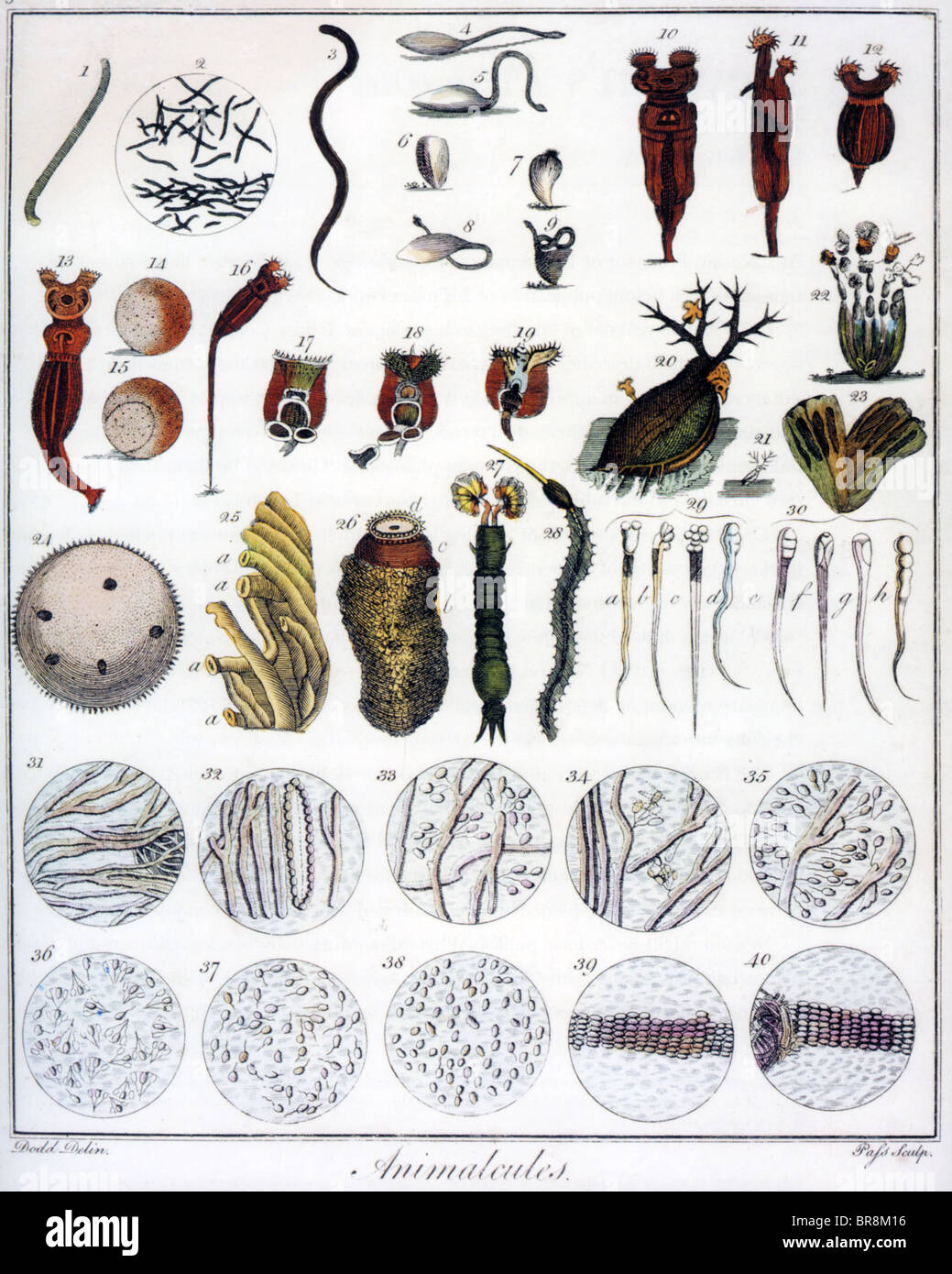 ANIMACULES  Microscopic animals based on drawings by Dutch scientist van Leeuwenhoek (1632-1723). Human sperm at lower left Stock Photo