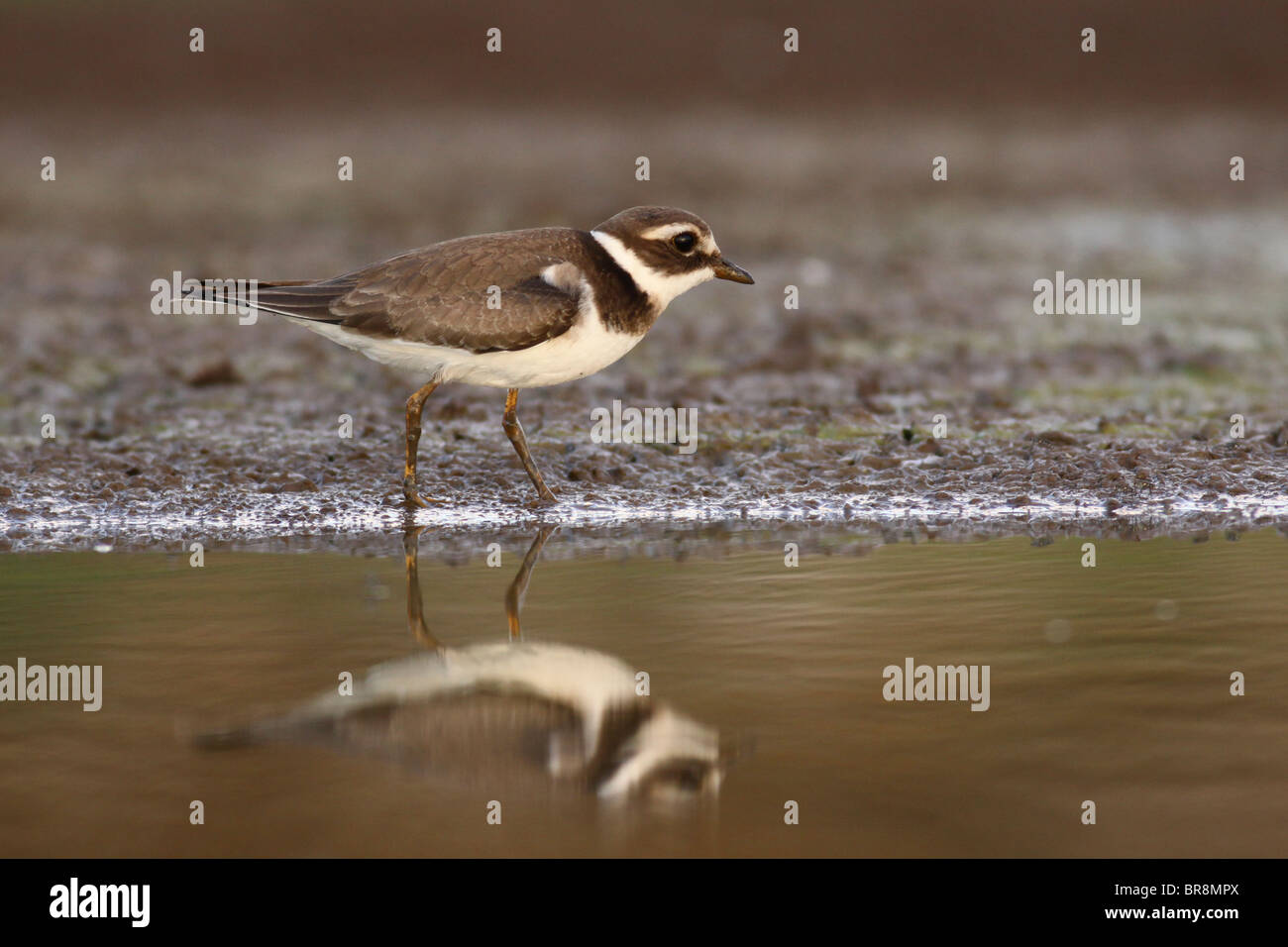 Little Ringed Plover (Charadrius dubius) wading in a pool. Photographed in Israel, in September Stock Photo