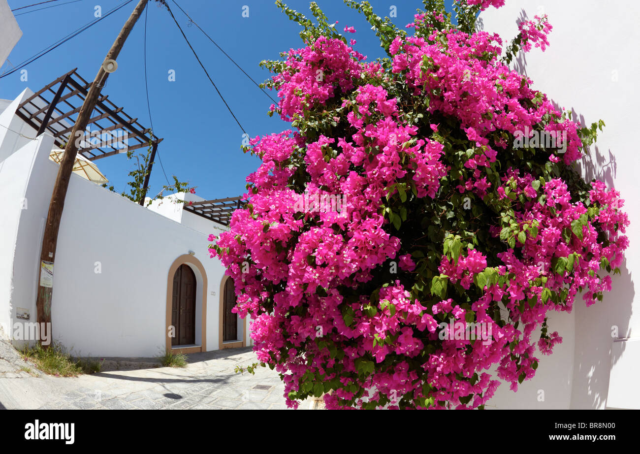 Bougainvilla Flowers Outside Classic Villa In Lindos Rhodes Greek