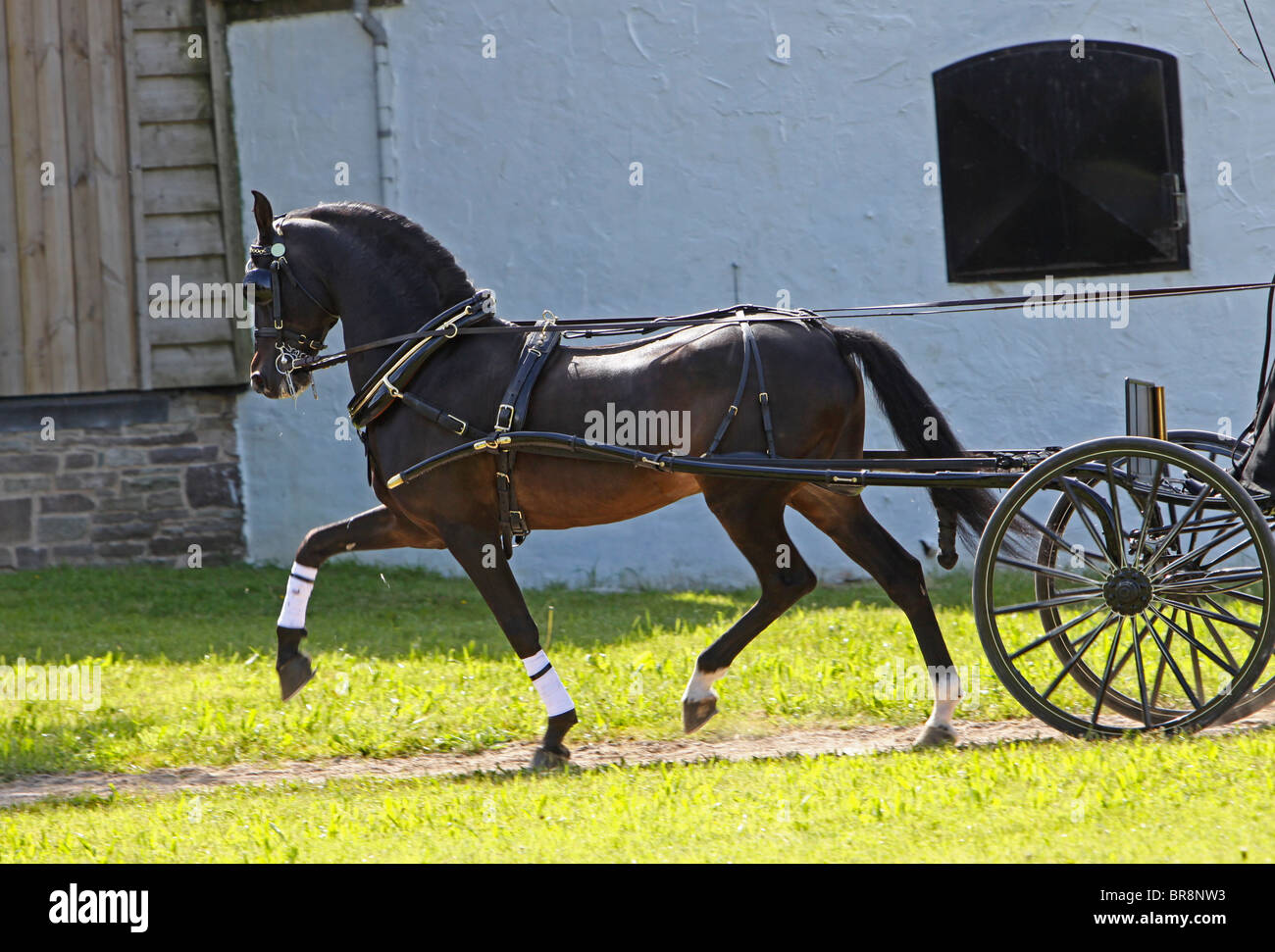 Brown Horse stallion pulling a carriage Stock Photo Alamy