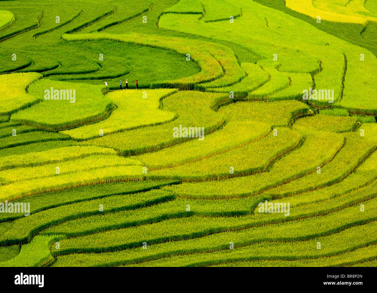 Tu yen hi-res stock photography and images - Alamy