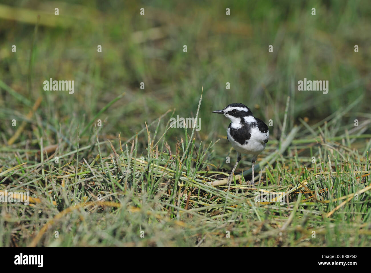 African pied wagtail (Motacilla aguimp) standing on the ground - Crater Lake - Kenya Stock Photo
